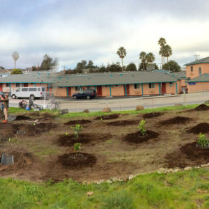 Planting the second site of the Riverside Community Orchard, February 4, 2017